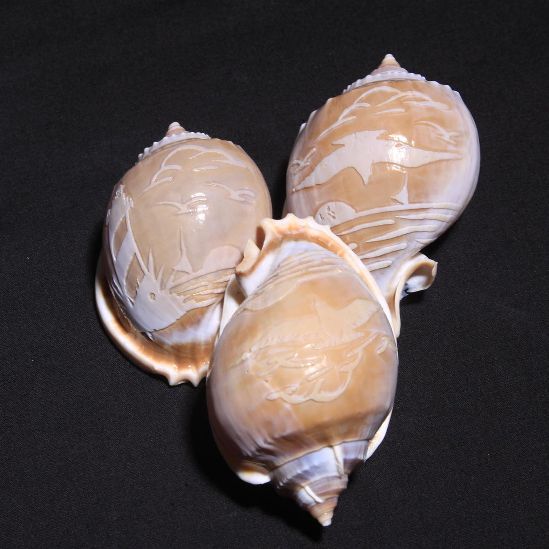 Carved Bonnet 2"-3" Shell