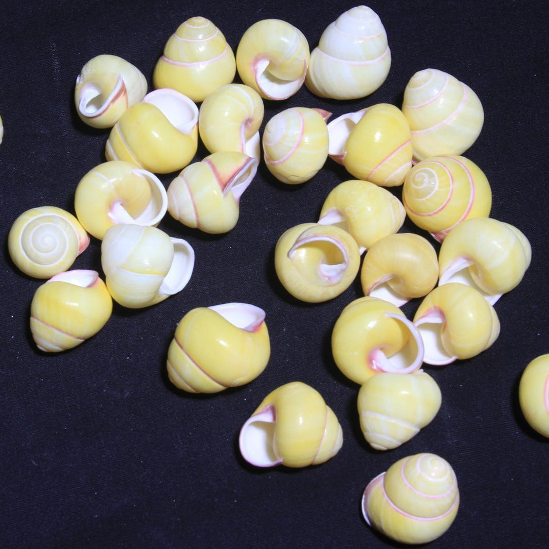 Snail Round - All Yellow