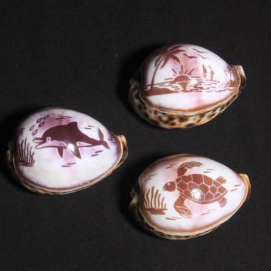 Sea Life Cowrie Carved Shell 3"