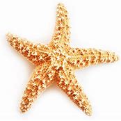 Sugar Star 2"-4"
