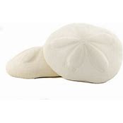 Sea Bisquit Small Shell