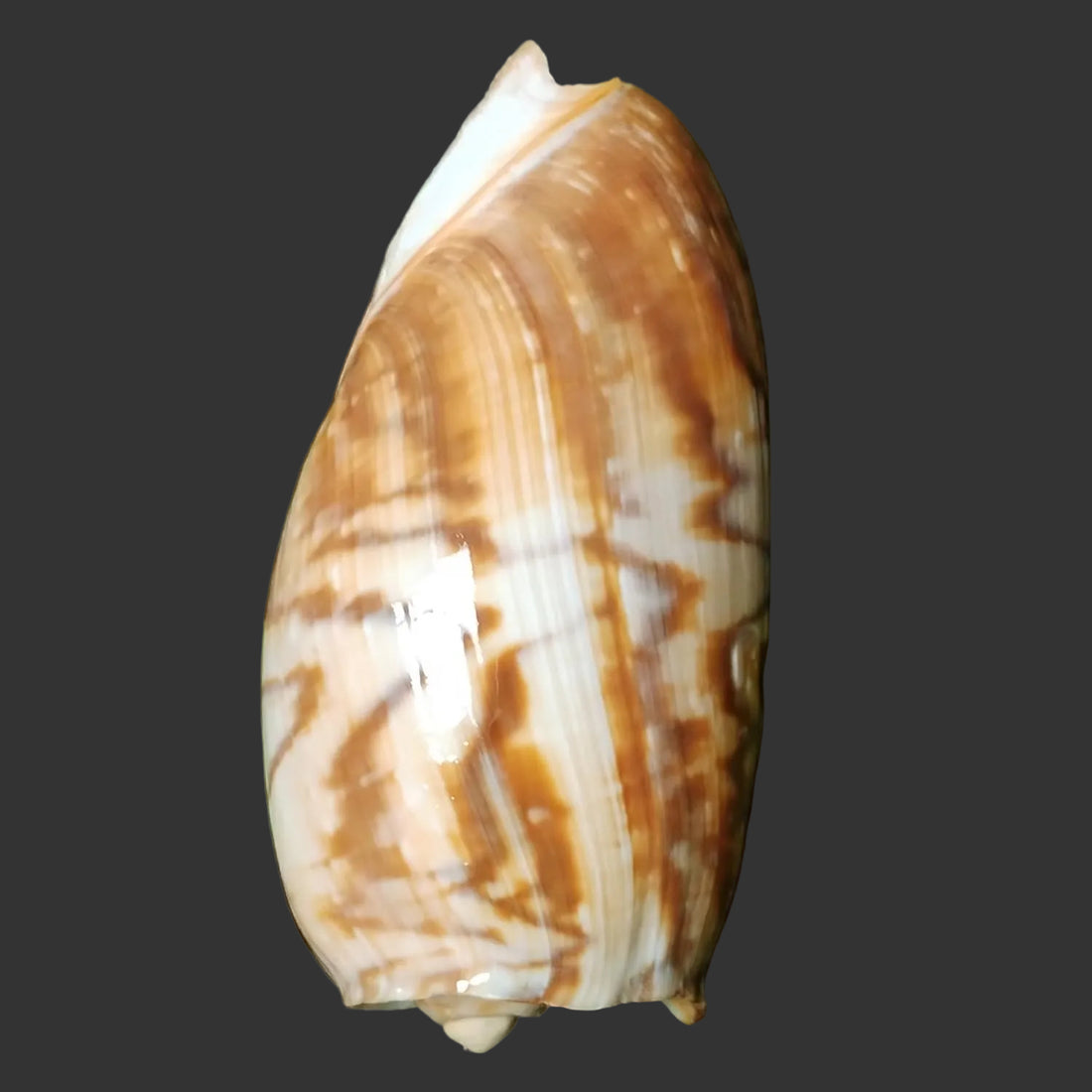 Volute Marmoratum Shell